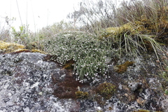 Stoebe prostrata