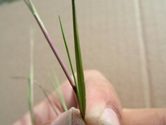 Muhlenbergia implicata