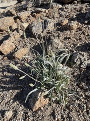 Plantago ovata