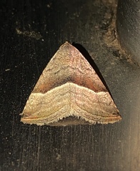 Eublemma mesophaea