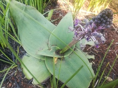 Ledebouria ovatifolia ovatifolia