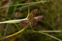 Carex werdermannii