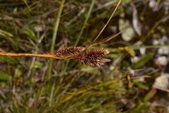 Carex werdermannii