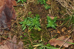 Veronica dillenii