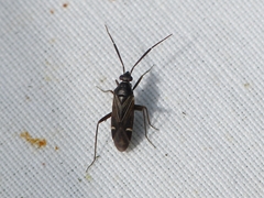 Cremnocephalus alpestris