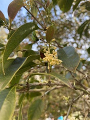 Osmanthus fragrans