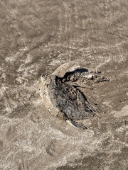 Spheniscus magellanicus