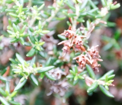 Erica petiolaris
