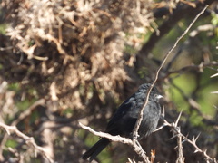 Knipolegus aterrimus