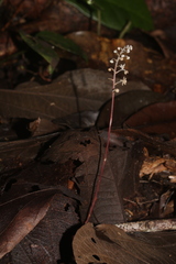 Sciaphila albescens