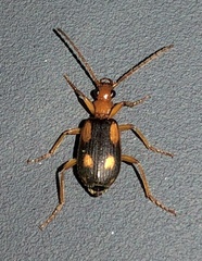 Brachininae