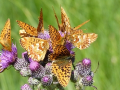 Boloria aquilonaris