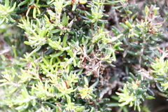 Erica petiolaris