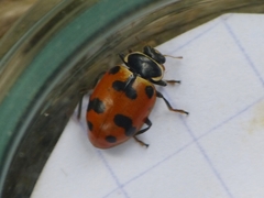 Hippodamia septemmaculata