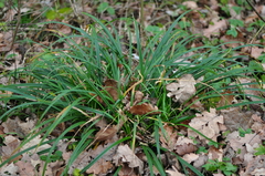 Carex sylvatica