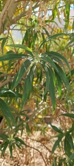 Barkleyanthus salicifolius
