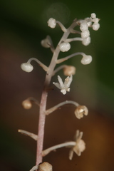 Sciaphila albescens