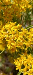 Barkleyanthus salicifolius
