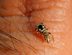Sassacus