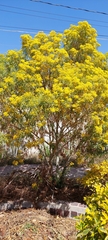 Barkleyanthus salicifolius