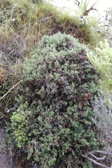 Erica petiolaris