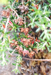 Erica petiolaris