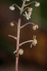 Sciaphila albescens