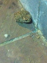 Bufotes viridis viridis