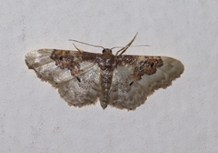 Idaea rusticata