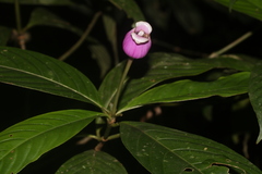 Palicourea urceolata