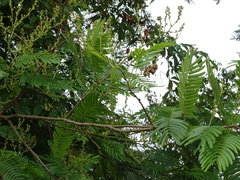 Senegalia polyphylla