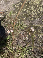 Aeschynomene americana