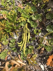 Austrolycopodium magellanicum