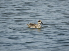 Marmaronetta angustirostris