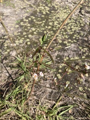 Aeschynomene americana