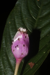 Palicourea urceolata