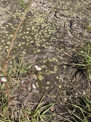 Aeschynomene americana