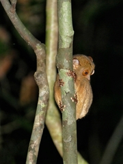 Cephalopachus bancanus borneanus