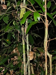 Cephalopachus bancanus borneanus