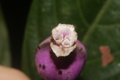 Palicourea urceolata