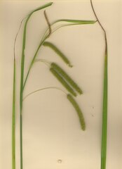 Carex pseudocyperus