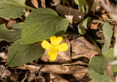Viola praemorsa