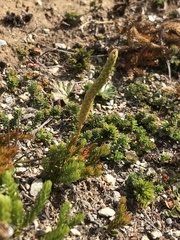 Austrolycopodium magellanicum
