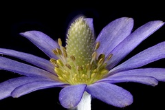 Anemone berlandieri