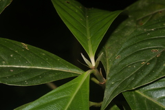 Palicourea urceolata