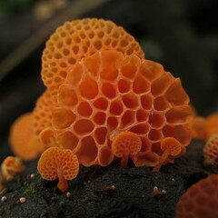 Favolaschia thwaitesii