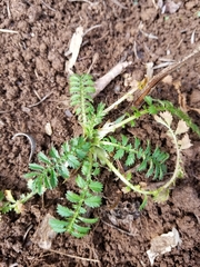 Agrimonia parviflora
