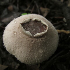 Hymenagaricus