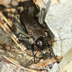 Melanogryllus desertus