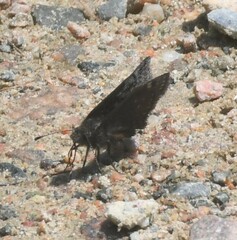 Erynnis icelus